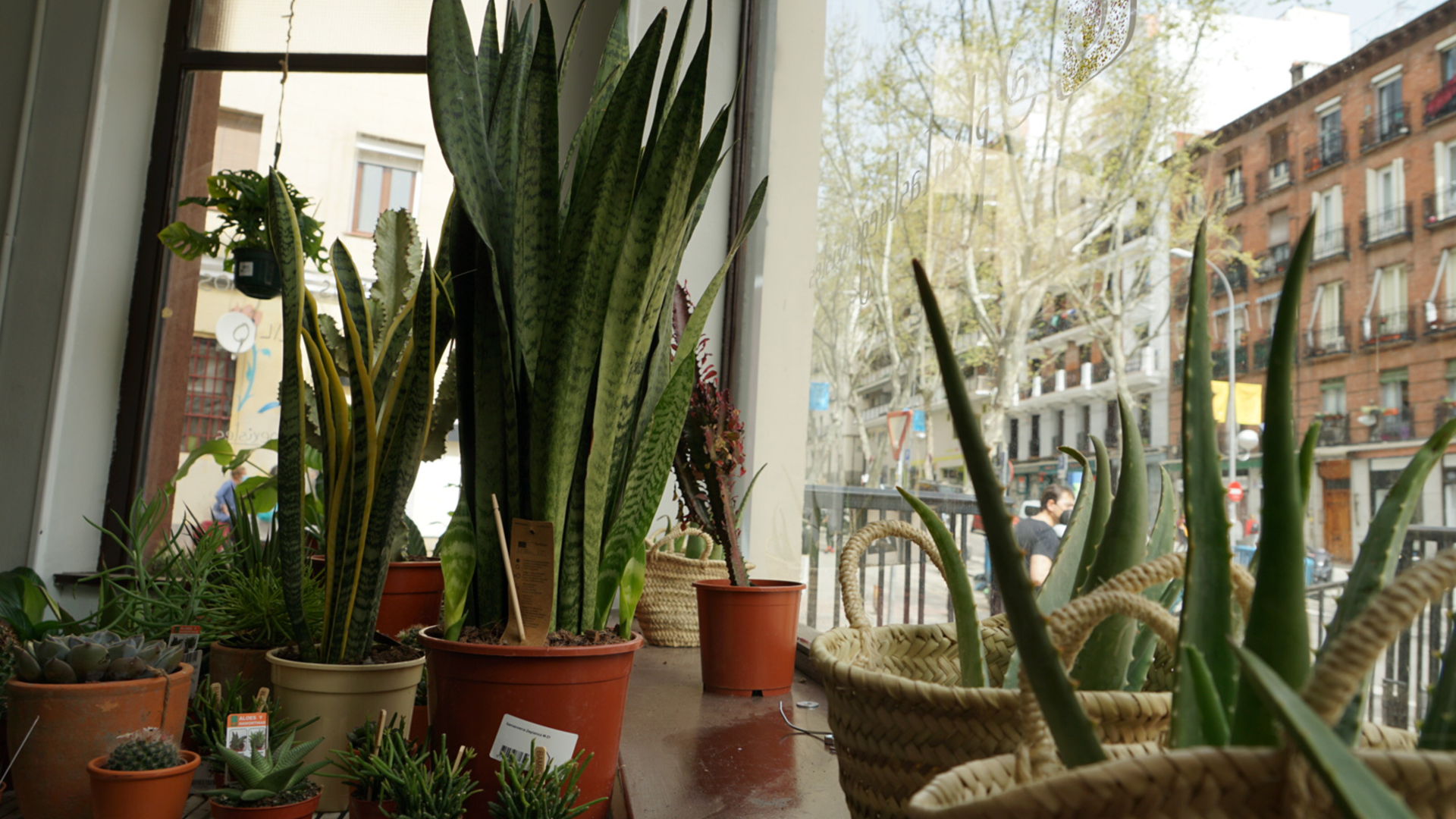 plantas-luego-existes_jardineria_tienda-antiguedades-plantas-decoracion_madrid-espana_banner-1