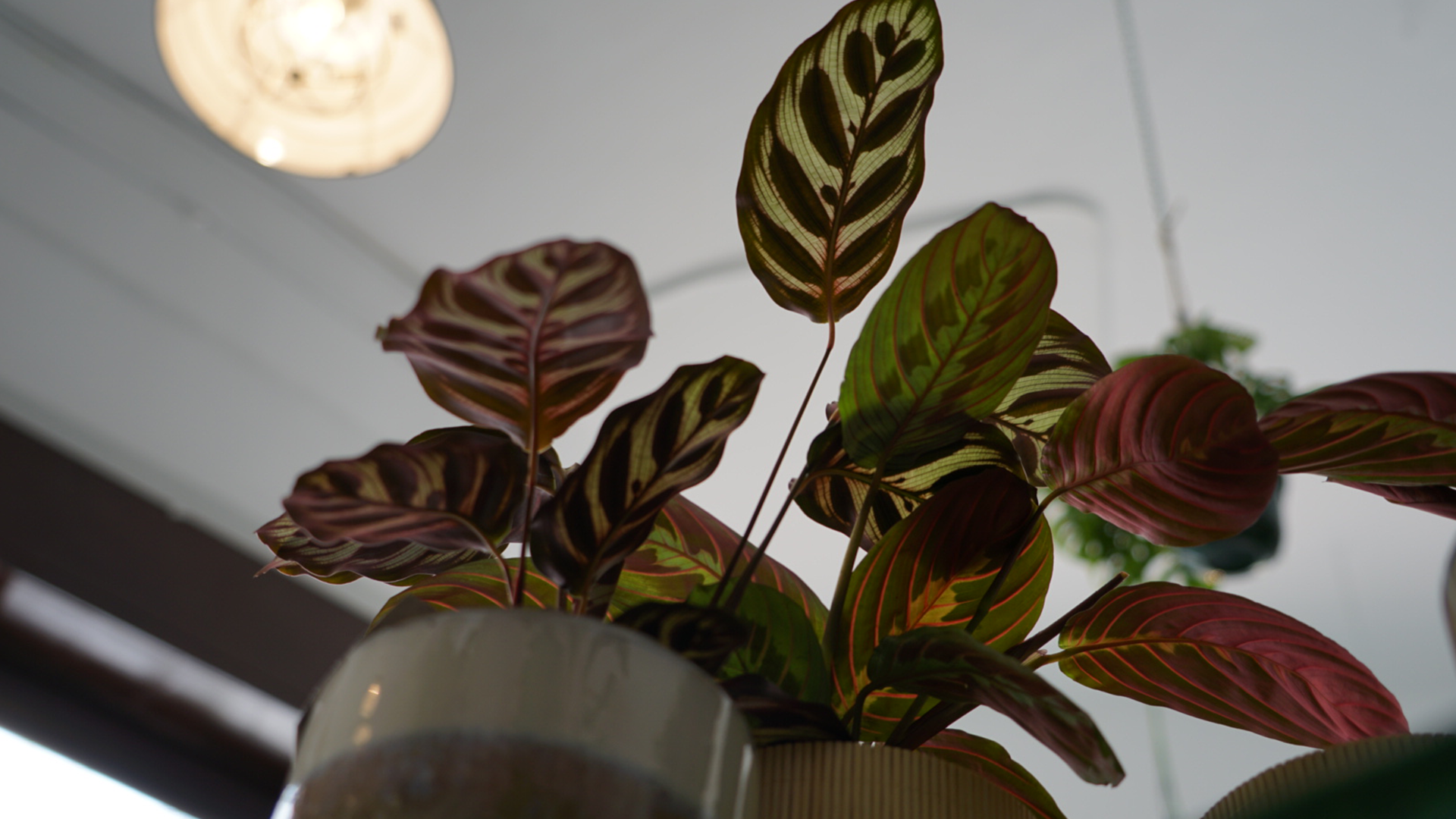 plantas-luego-existes_jardineria_tienda-antiguedades-plantas-decoracion_madrid-espana_banner-2