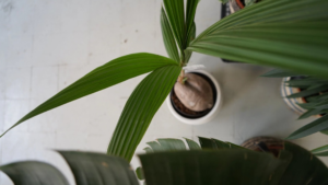 plantas-luego-existes_jardineria_tienda-antiguedades-plantas-decoracion_madrid-espana_banner-4
