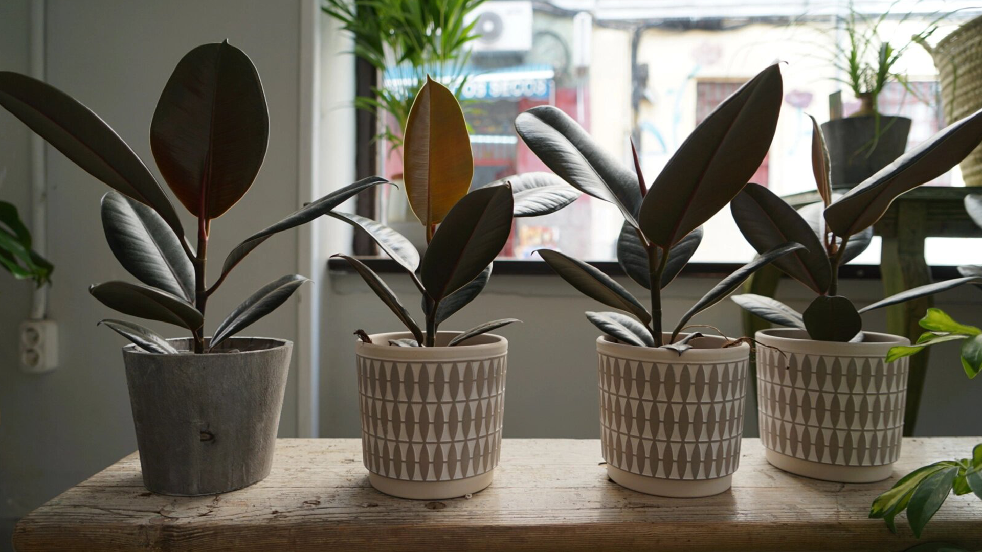 plantas-luego-existes_jardineria_tienda-antiguedades-plantas-decoracion_madrid-espana_banner
