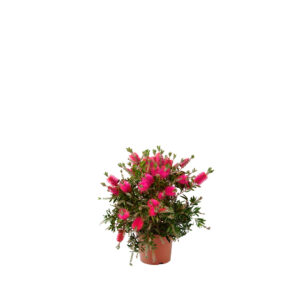 plantas-luego-existes_jardineria_tienda-antiguedades-plantas-decoracion_madrid-espana_tienda-producto_callistemon-laevis-pink