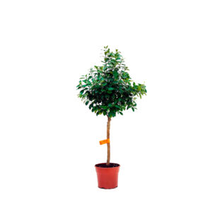 plantas-luego-existo_jardineria_tienda-antiguedades-plantas-decoracion_madrid-espana_tienda-producto_citrus-fortunella