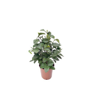 plantas-luego-existes_jardineria_tienda-antiguedades-plantas-decoracion_madrid-espana_tienda-producto_citrus-latifolia-lima