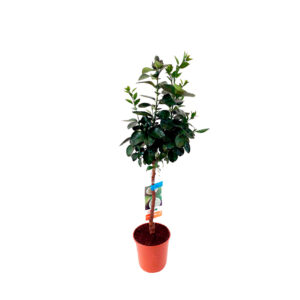 plantas-luego-existo_jardineria_tienda-antiguedades-plantas-decoracion_madrid-espana_tienda-producto_citrus-latifolia