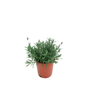 plantas-luego-existes_jardineria_tienda-antiguedades-plantas-decoracion_madrid-espana_tienda-producto_lavandula