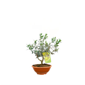 plantas-luego-existes_jardineria_tienda-antiguedades-plantas-decoracion_madrid-espana_tienda-producto_olea-europea