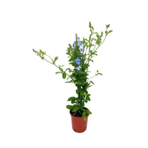 plantas-luego-existes_jardineria_tienda-antiguedades-plantas-decoracion_madrid-espana_tienda-producto_plumbago