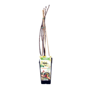 plantas-luego-existes_jardineria_tienda-antiguedades-plantas-decoracion_madrid-espana_tienda-producto_ribes-rubrum